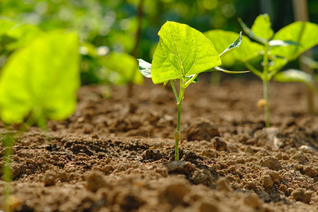 Small Plants